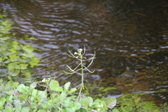 Nasturtium microphyllum