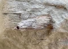 Catabena lineolata