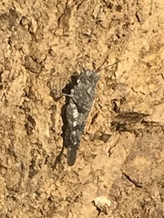 Trimerotropis occidentalis