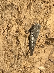 Trimerotropis occidentalis