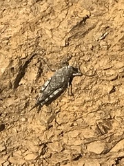 Trimerotropis occidentalis