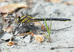 Phanogomphus borealis