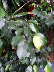 Ficus benjamina