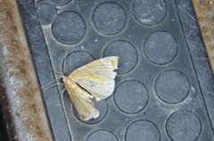 Eulithis molliculata