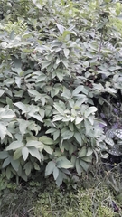 Lonicera caerulea cauriana