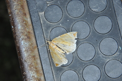 Eulithis molliculata