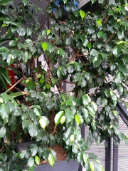 Ficus benjamina