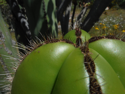 Mexican Fence Post Cactus