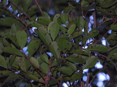 Lithraea caustica
