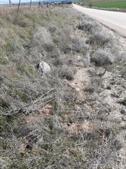 Acanthocladium dockeri