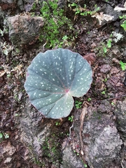Begonia tapatia