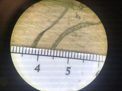 Nasturtium microphyllum