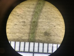 Nasturtium microphyllum