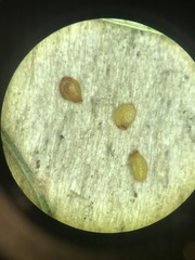 Nasturtium microphyllum