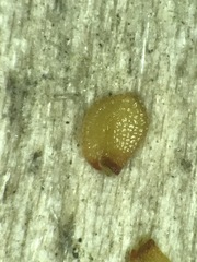 Nasturtium microphyllum