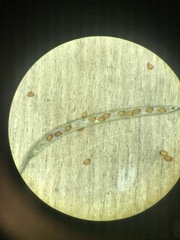 Nasturtium microphyllum