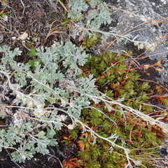 Artemisia alaskana