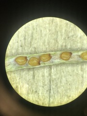Nasturtium microphyllum