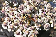 Philanthus crabroniformis