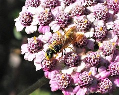 Philanthus crabroniformis