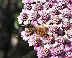 Philanthus crabroniformis