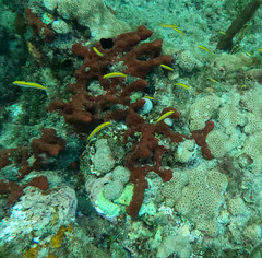 Amphimedon compressa