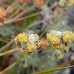 Artemisia alaskana