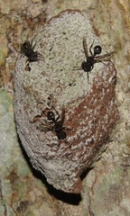 Metapolybia