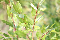 Salix pyrifolia