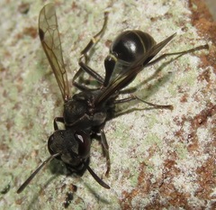 Metapolybia