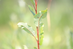 Salix pyrifolia