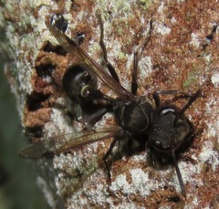 Metapolybia
