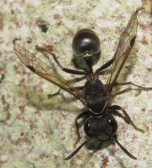 Metapolybia