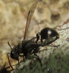 Metapolybia