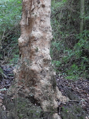 Lithraea caustica