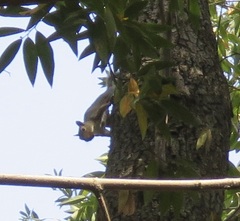 Sciurus carolinensis