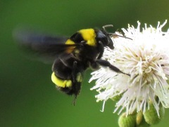 Bombus transversalis