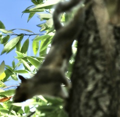 Sciurus carolinensis