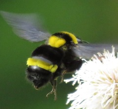 Bombus transversalis