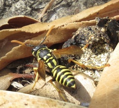Polistes dominula