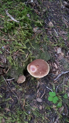 Aureoboletus mirabilis