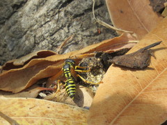 Polistes dominula
