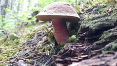 Aureoboletus mirabilis