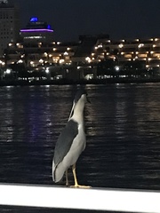 Nycticorax nycticorax