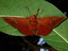 Capila phanaeus