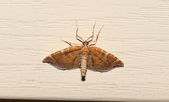 Eulithis molliculata