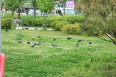 Columba livia domestica