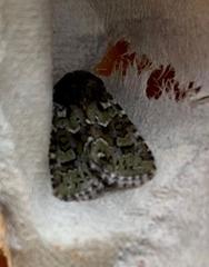 Lacinipolia strigicollis