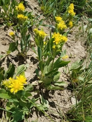 Oreochrysum parryi