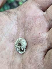 Triodopsis tridentata